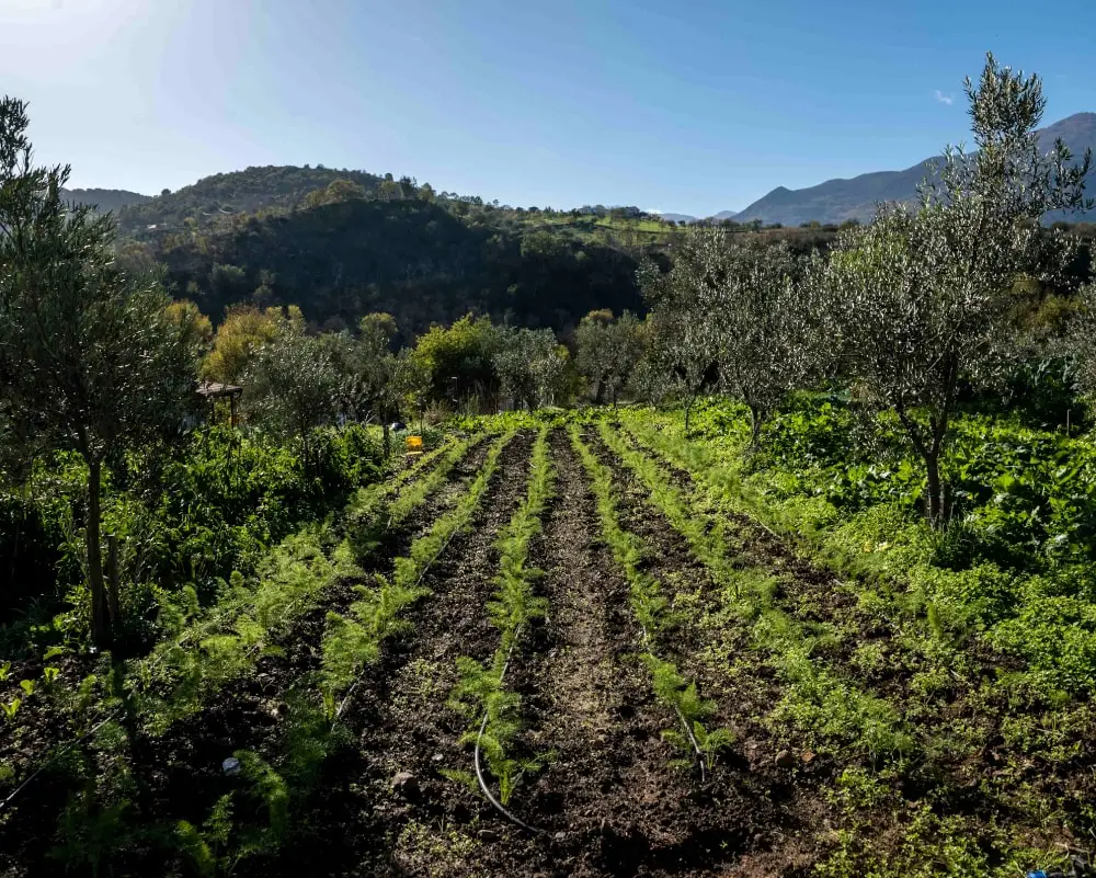 olio extravergine delle madonie